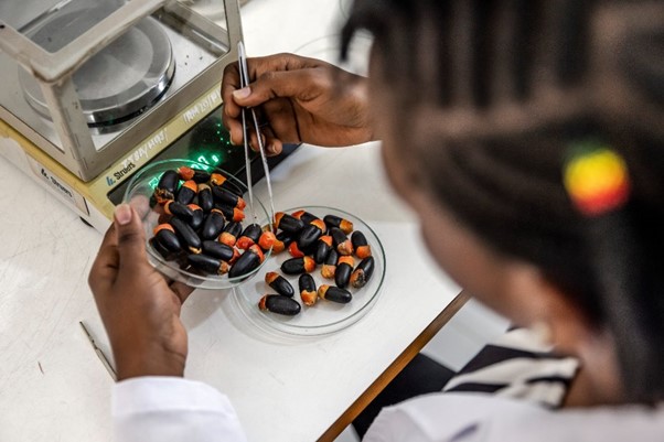 A Tanzanian scientist analyses seeds in a laboratory at a Tanzanian
Forest Service;
©Luis Tato/FAO